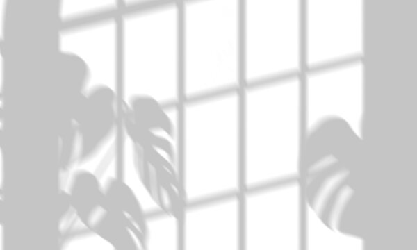 Shadow overlay effect, window sunlight and monstera leaves shadows on a white wall
