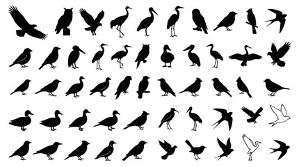 Naklejka premium Diverse black bird silhouette collection.