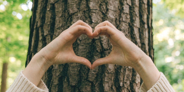 Environmental conservation and taking care of forests for a sustainable future with two hands forming a heart shape in front of a tree trunk