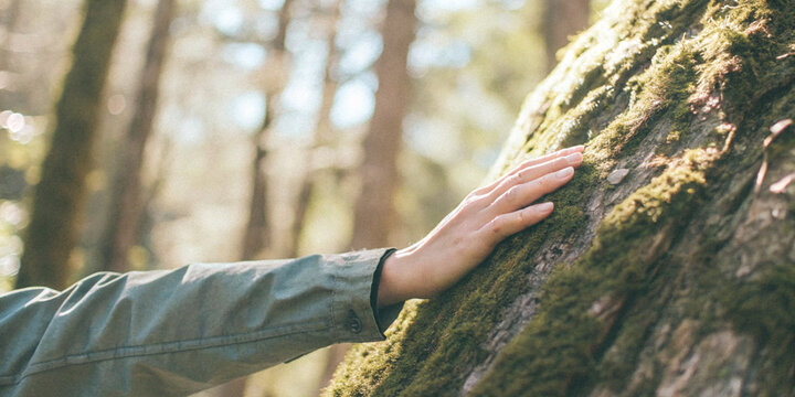 Connection of humans with the environment through hands touching tree trunks covered in moss in the forest