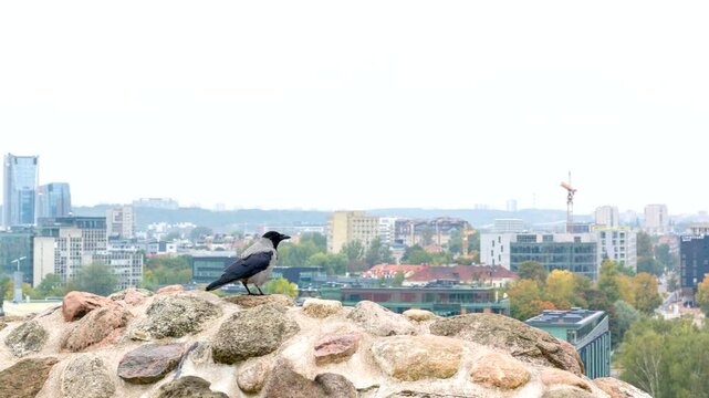 gray crows frequent visitors in  cities