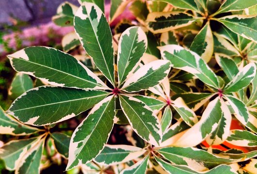  ornamental kapok tree leaf 