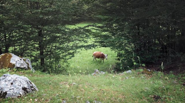 Dairy cow walking uphill while grazing freely on a green mountain pasture, capturing free-range farming, animal welfare and traditional livestock agriculture.