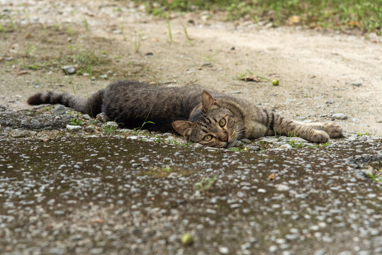 地面に寝転がってくつろぎながらこちらを見ている猫