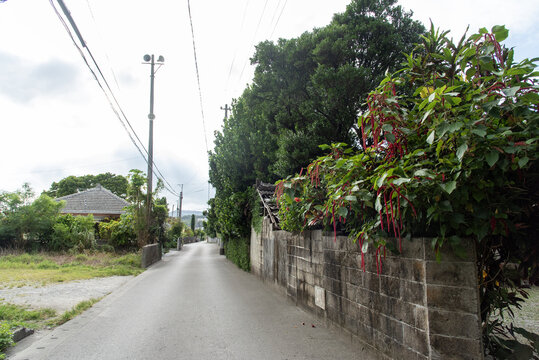 田舎の路地裏に咲くベニヒモノキの赤く細長い花