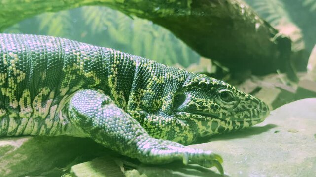 A green tegu lizard rests calmly on a stone in its enclosure at the Leningrad Zoo in Saint Petersburg. This peaceful moment evokes a feeling of quiet wonder and serene relaxation.