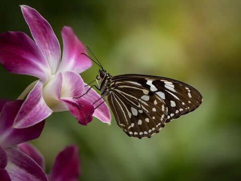 Zebra swallowtail butterfly feeding on vibrant pink flower in natural sunlight close-up