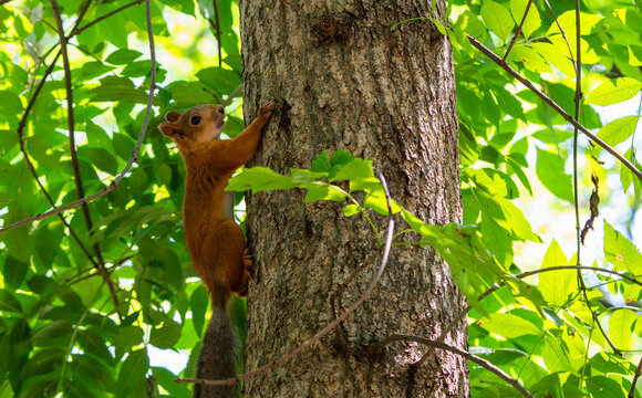 A cute red squirrel climbing up a rough tree trunk in a summer park. Eurasian red squirrel on a tree surrounded by vibrant green foliage, wildlife and nature concept.