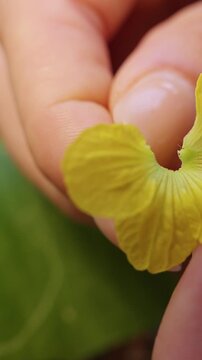 Fingers Remove Yellow Petals from a Male Melon Flower to Expose the Pollen Bearing Stamen for Manual Pollination And Controlled Fruit Growth Vertical video.