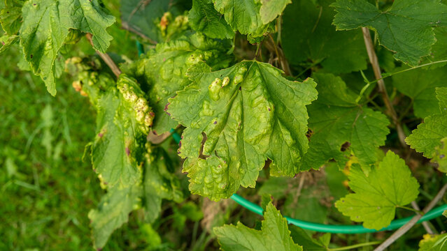 Macro green currant leaves severely damaged by gall aphid pest. Infested Ribes bush plant with blister galls in summer garden. Plant pathology, crop protection and agriculture concept. Real 4K video
