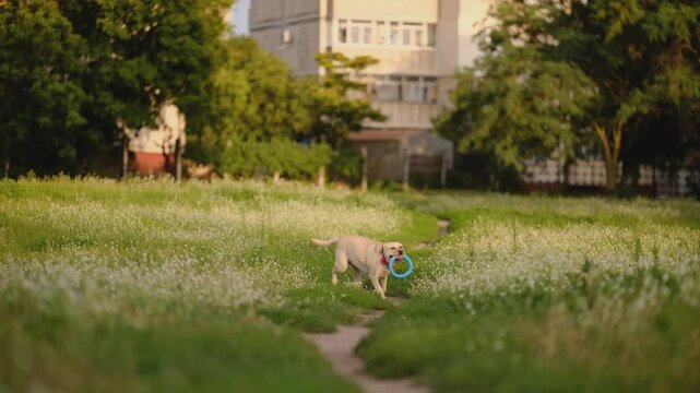 Yellow Labrador Retriever Chasing, Fetching and Carrying Blue Ring Toy in Summer Park