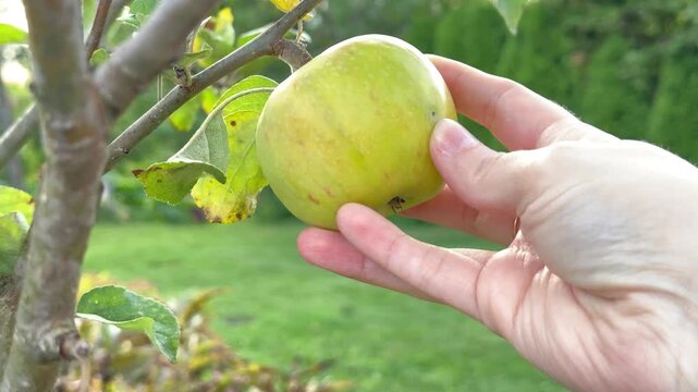 Close up of a hand picking a ripe green apple from a tree branch in a sunny garden outdoors, fresh organic harvest, agricultural life, healthy eating.