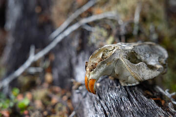 tierra del fuego beaver skull © Till
