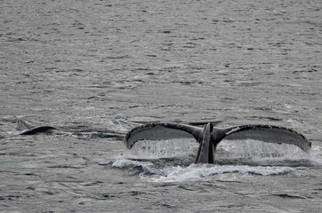 humpback whale fin © Till