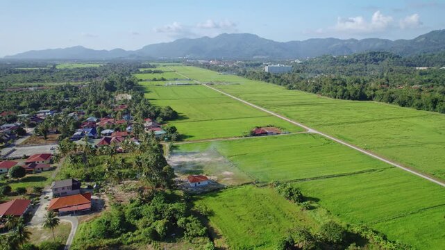 Wide aerial drone view of expansive green rice paddy fields beside a rural village in Balik Pulau, Penang, Malaysia, with cultivated farmland stretching toward tropical mountains in the distance.
