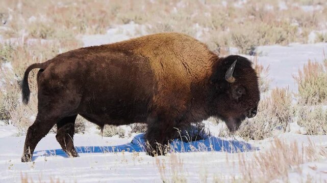 A breathtaking cinematic medium side profile shot capturing a massive American bison walking purposefully across a vast, snow-dusted prairie landscape under an overcast winter sky.