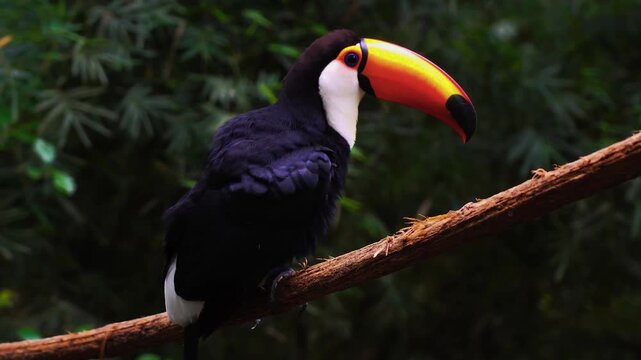 A breathtaking cinematic medium wildlife shot capturing a magnificent wild toco toucan perched gracefully on an angled bare branch, overlooking a lush, misty tropical jungle understory.