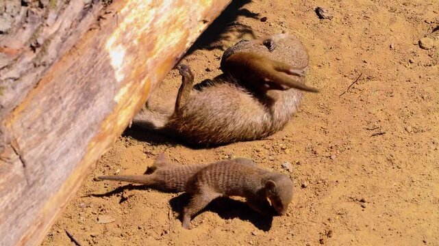 A breathtaking cinematic medium high-angle shot capturing an active family of banded mongooses playfully wrestling and foraging together on sandy ground beside a weathered wooden log.