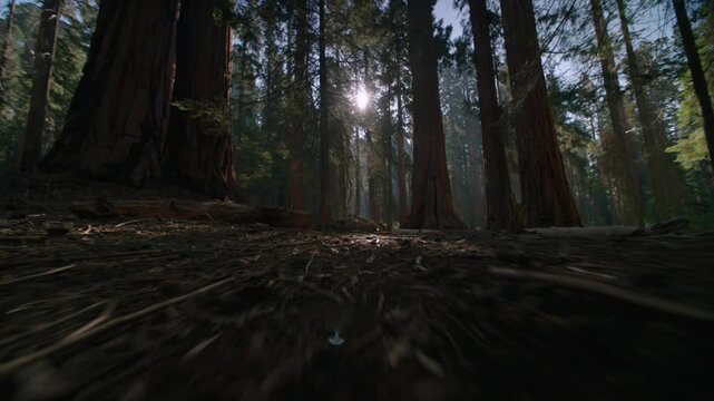 A low tracking shot moves along the forest floor toward a beam of sunlight.