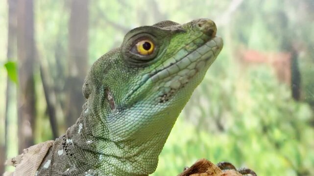 A green basilisk lizard looks alert with quiet wonder in its terrarium at the Leningrad Zoo in Saint Petersburg. This calm reptile sparks a feeling of serene curiosity and peaceful awe.