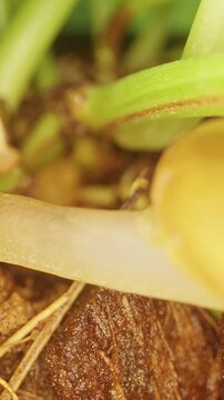 Yellow Land Snail Crawls Through Soil Beneath Green Plant Stems, Extreme Macro View Reveals a Translucent Shell and Slow Movement in a Natural Habitat Supporting Nature and Wildlife Vertical video.