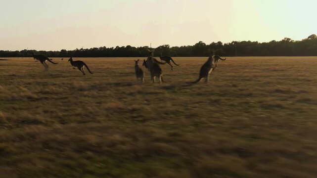 A breathtaking cinematic medium tracking shot capturing a mob of wild kangaroos bounding rhythmically across an expansive golden grassland during a warm twilight sunset.