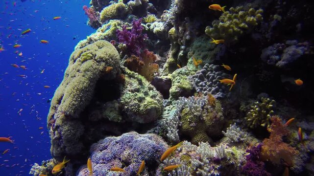 A breathtaking cinematic underwater tracking shot capturing a thriving Red Sea coral reef teeming with a shimmering swarm of orange anthias fish, featuring a heavily camouflaged stonefish resting on t