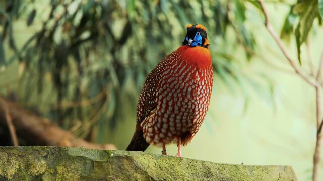 A breathtaking cinematic close-up portrait capturing the striking crimson plumage, vibrant turquoise facial skin, and intricate spotted patterning of a male Temminck's tragopan pheasant Tragopan temm.