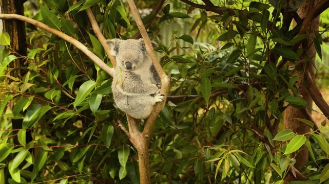 A breathtaking cinematic telephoto close-up capturing a charming native Australian koala sleeping peacefully wedged in the fork of a eucalyptus tree.