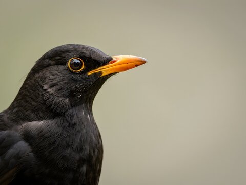 Close-up portrait of a glossy blackbird with bright orange beak and piercing yellow eye in natural light