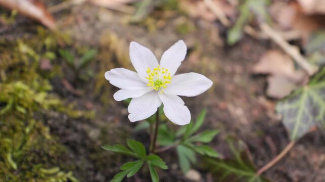 A stunning close-up of a delicate wood anemone, a harbinger of spring, blooming on the forest floor in the serene region of Baden-W&uuml;rttemberg, Germany. Capturing tranquil nature.