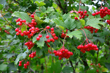 Viburnum Shrub with Clusters of Red Berries in Autumn close up © Irina