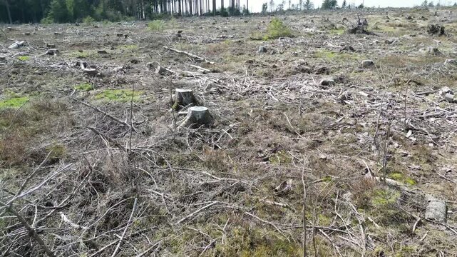 Panoramic view of a deforested landscape in Thuringia, Germany, near Roter Berg mountain. The clearcut area shows tree stumps and fallen branches under a sunny sky.