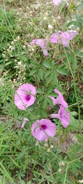 Wild pink ipomoea cairica morning glory flowers in grassland