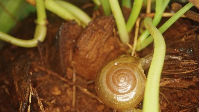 Garden Snail Crawls Through Moist Soil Beneath Green Plant Stems, Close Up View Showing Shell Texture and Garden Nature
