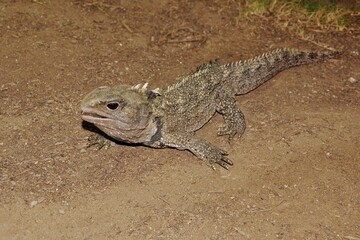 Fototapeta premium Tuatara (Sphenodon punctatus) of the population formerly assigned to the separate species Sphenodon guntheri moving on the ground