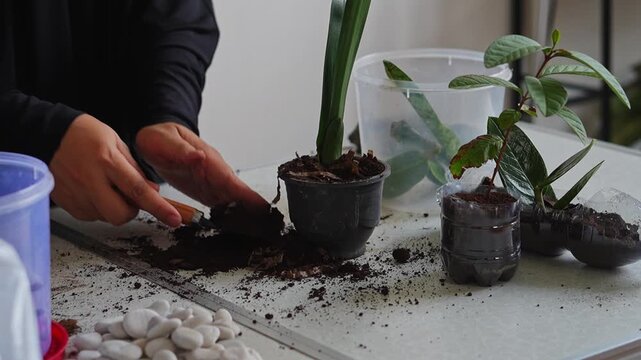 ASMR gardening video of leveling and pressing soil around green plant in pot using small trowel