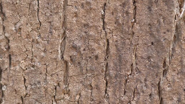 Natural cork oak bark texture in Mediterranean forest.