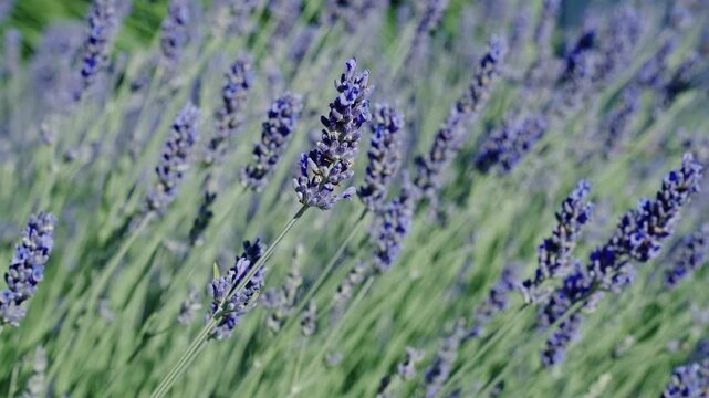 France Provence lavender field. Beautiful purple lavender bloom in nature. Beauty of nature. Summer blooming flower. Blooming flower field. Field of lavender. Lavender flowers in summer