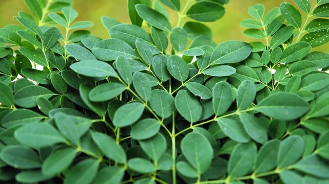 Fresh Moringa Leaves in Natural Light
