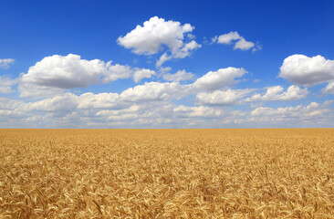 Naklejka premium Golden wheat field under a vast blue sky with fluffy white clouds