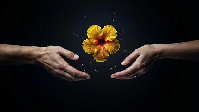 Two hands reaching towards a yellow hibiscus flower floating in the center against dark background with hibiscus floating reaching transfer