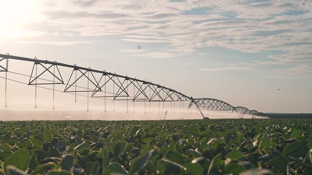 Pivot irrigation system spans across soybean field at sunset. Agricultural equipment waters crop plants. Pivot irrigates soybean field. Sunset farming with irrigation system. Golden hour watering.