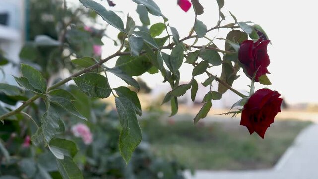 A close-up of a flower growing on a tree branch, suitable for use in botanical or garden-themed designs