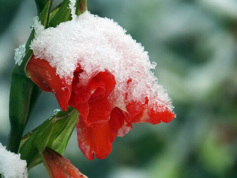 Gladiolenbl&uuml;te mit Schneem&uuml;tze, sie ist nach einem Wintereinbruch mit einer dicken Schicht aus frischem Schnee bedeckt.