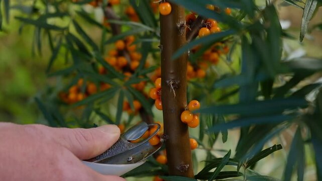 Sea buckthorn berries harvested from a thorny branch with a specialized berry-picking tool during the seasonal agricultural harvest. Hippophae rhamnoides a natural superfood, medicinal plant.