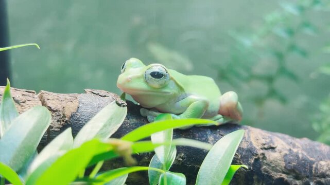 A green tree frog rests on a branch in its terrarium at the Saint Petersburg zoo. This cute amphibian brings a wonderful feeling of calm wonder and quiet joy.