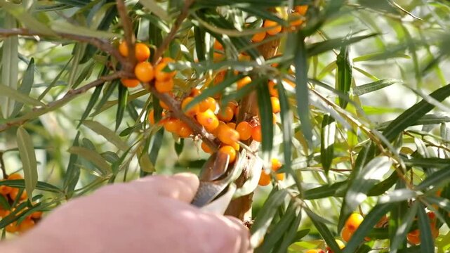 Sea buckthorn berries harvested from a thorny branch with a specialized berry-picking tool during the seasonal agricultural harvest. Hippophae rhamnoides a natural superfood, medicinal plant.