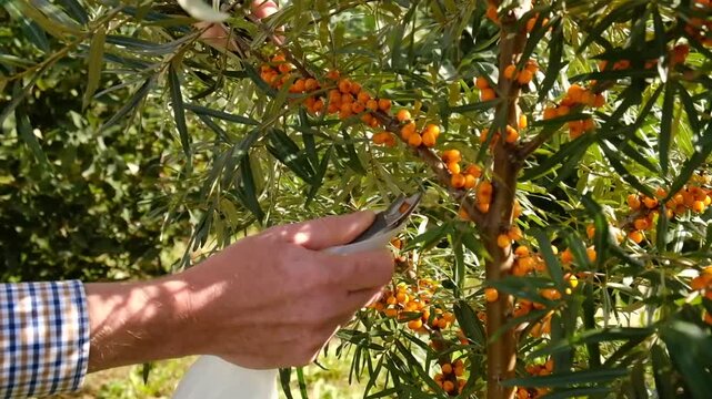 Sea buckthorn berries harvested from a thorny branch with a specialized berry-picking tool during the seasonal agricultural harvest. Hippophae rhamnoides a natural superfood, medicinal plant.