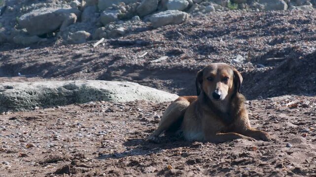 A brown dog lying on a dirt field